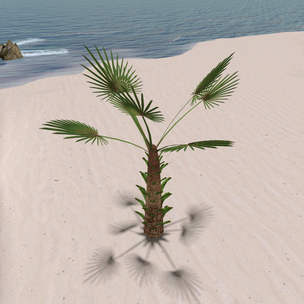 PCS_059_PALM TRACHY