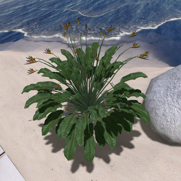 PCS_051_STRELITZIA